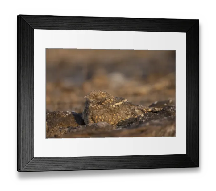 Framed Print : Savanna Nightjar (Caprimulgus affinis) adult, sitting on rock in evening sunlight, Bandhavgarh N. P. Madhya Pradesh, India