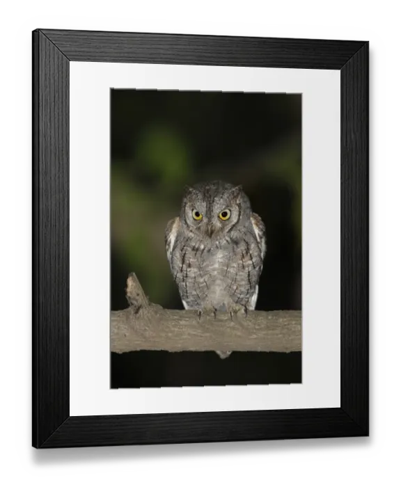 Framed Print : African Scops-owl (Otus senegalensis) adult, perched on branch at night, Gambia Framed Print : African Scops-owl (Otus senegalensis) adult, perched on branch at night, Gambia