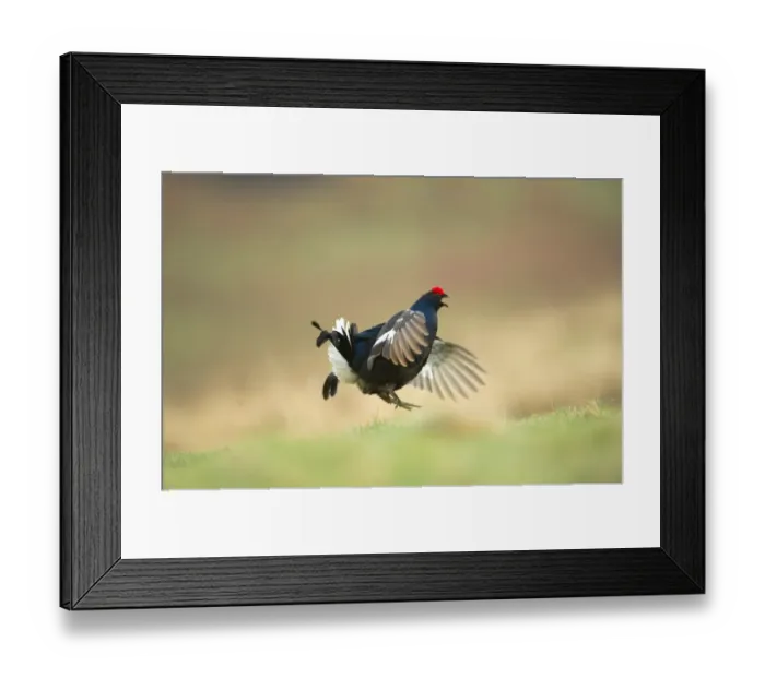 Framed Print : Black Grouse (Tetrao tetrix) adult male, displaying on open moorland at dawn, Scotland, april Framed Print : Black Grouse (Tetrao tetrix) adult male, displaying on open moorland at dawn, Scotland, april