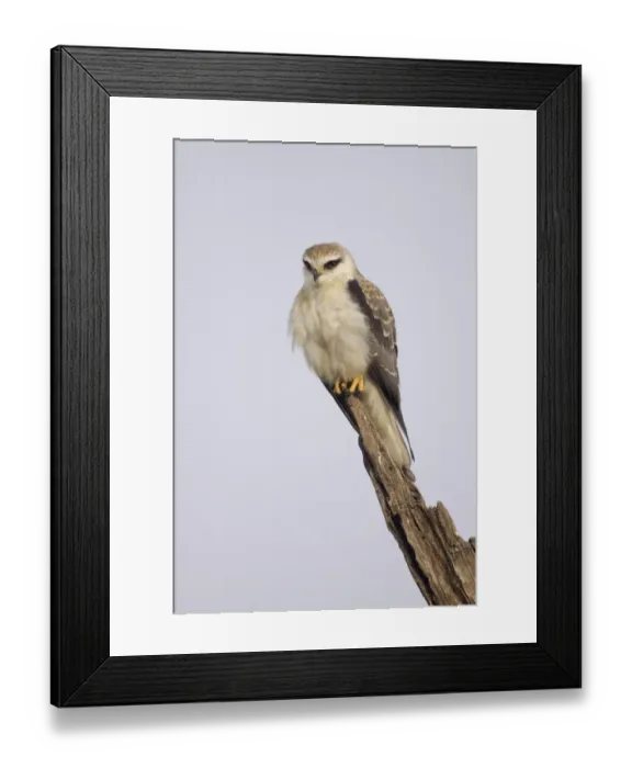 Framed Print : Black-shouldered Kite (Elanus caeruleus) juvenile, perched on broken branch, Keoladeo Ghana N. P. (Bharatpur), Rajasthan, India Framed Print : Black-shouldered Kite (Elanus caeruleus) juvenile, perched on broken branch, Keoladeo Ghana N. P. (Bharatpur), Rajasthan, India