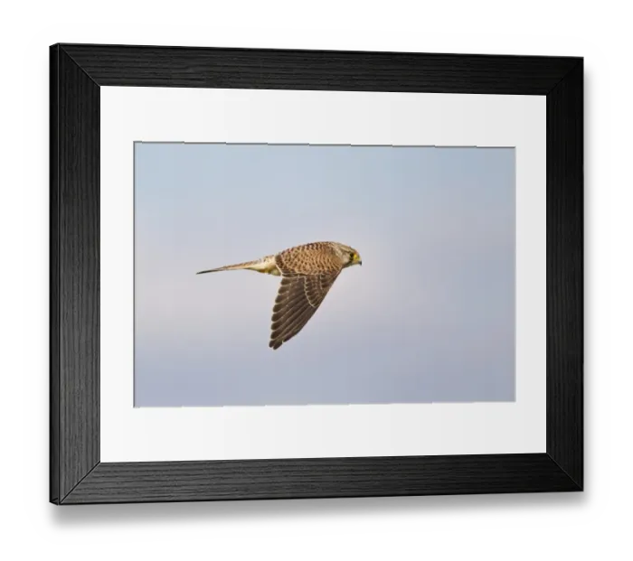 Framed Print : Common Kestrel (Falco tinnunculus) juvenile, in flight, Cornwall, England, august