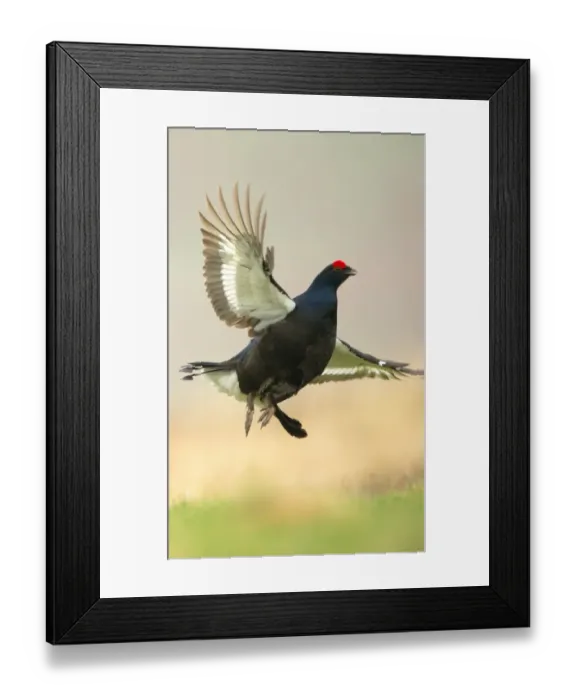 Framed Print : Black Grouse (Tetrao tetrix) adult male, in flight, taking off from open moorland at dawn, Scotland, april Framed Print : Black Grouse (Tetrao tetrix) adult male, in flight, taking off from open moorland at dawn, Scotland, april