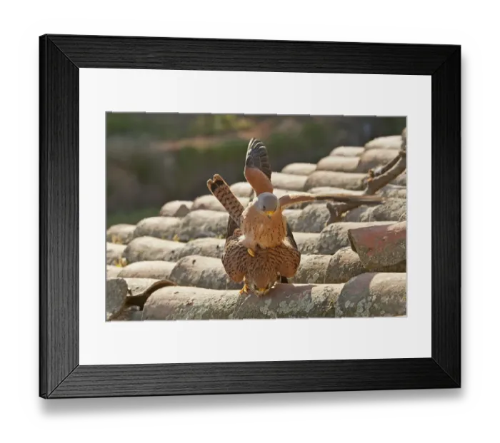 Framed Print : Lesser Kestrel (Falco naumanni) adult pair, mating on roof tiles, Extramadura, Spain, april Framed Print : Lesser Kestrel (Falco naumanni) adult pair, mating on roof tiles, Extramadura, Spain, april