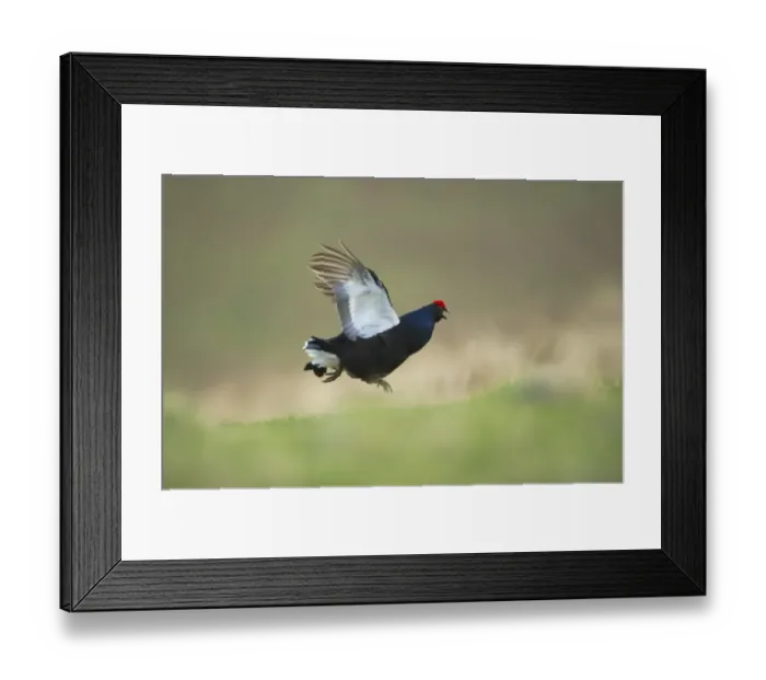 Framed Print : Black Grouse (Tetrao tetrix) adult male, calling in flight, taking off from open moorland at dawn, Scotland, april Framed Print : Black Grouse (Tetrao tetrix) adult male, calling in flight, taking off from open moorland at dawn, Scotland, april