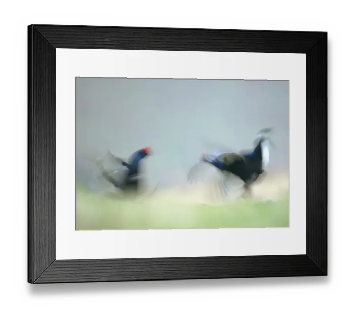 Framed Print : Black Grouse (Tetrao tetrix) two adult males, blurred movement, fighting on open moorland at dawn, Scotland, april Framed Print : Black Grouse (Tetrao tetrix) two adult males, blurred movement, fighting on open moorland at dawn, Scotland, april
