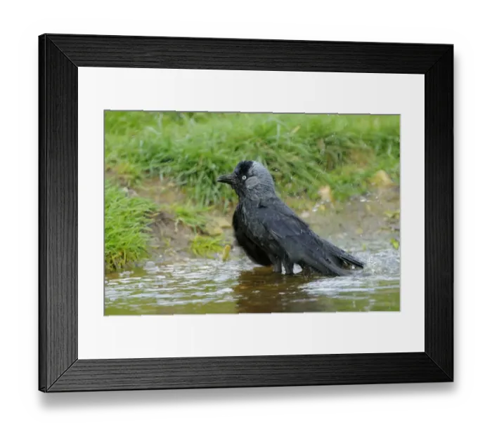 Framed Print : Jackdaw (Corvus monedula) adult, bathing, Oxfordshire, England, april Framed Print : Jackdaw (Corvus monedula) adult, bathing, Oxfordshire, England, april
