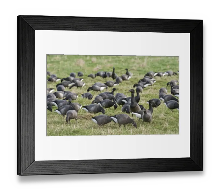 Framed Print : Brent Goose (Branta bernicla) flock, grazing in field, Cley, Norfolk, England, winter Framed Print : Brent Goose (Branta bernicla) flock, grazing in field, Cley, Norfolk, England, winter