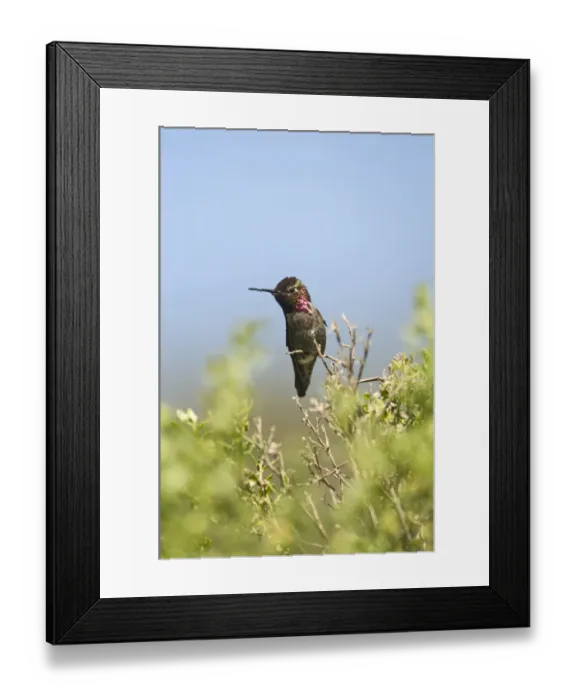 Framed Print : Anna's Hummingbird (Calypte anna) adult male, perched on twig, San Diego, California, U. S. A. april Framed Print : Anna's Hummingbird (Calypte anna) adult male, perched on twig, San Diego, California, U. S. A. april