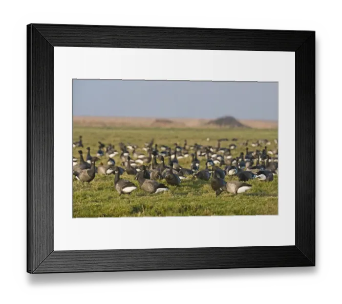 Framed Print : Brent Goose (Branta bernicla) flock, grazing in field, Salthouse, Norfolk, England, winter