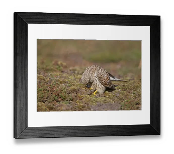 Framed Print : Common Kestrel (Falco tinnunculus) adult female, feeding on beetle, standing on ground, Minsmere RSPB Reserve, Suffolk, England, october Framed Print : Common Kestrel (Falco tinnunculus) adult female, feeding on beetle, standing on ground, Minsmere RSPB Reserve, Suffolk, England, october