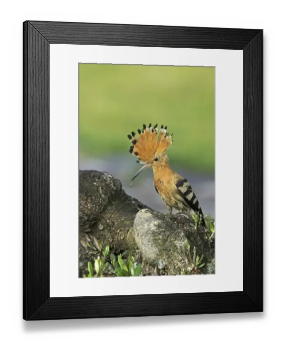 Framed Print : Eurasian Hoopoe (Upupa epops) adult, with crest raised, with food in beak, returning to nestsite, Extremadura, Spain Framed Print : Eurasian Hoopoe (Upupa epops) adult, with crest raised, with food in beak, returning to nestsite, Extremadura, Spain