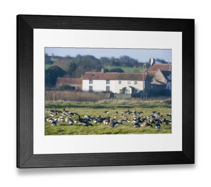 Framed Print : Brent Goose (Branta bernicla) flock, grazing in field, with village houses in background, Salthouse, Norfolk, England, winter Framed Print : Brent Goose (Branta bernicla) flock, grazing in field, with village houses in background, Salthouse, Norfolk, England, winter