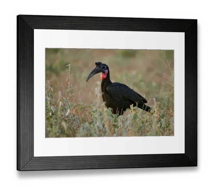Framed Print : Abyssinian Ground Hornbill (Bucorvus abyssinicus) adult male, standing amongst vegetation, near Bilen, Ethiopia Framed Print : Abyssinian Ground Hornbill (Bucorvus abyssinicus) adult male, standing amongst vegetation, near Bilen, Ethiopia