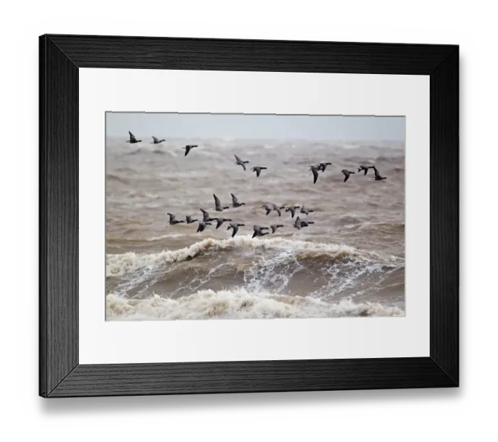 Framed Print : Brent Goose (Branta bernicla) flock, in flight over rough sea, Suffolk, England, november