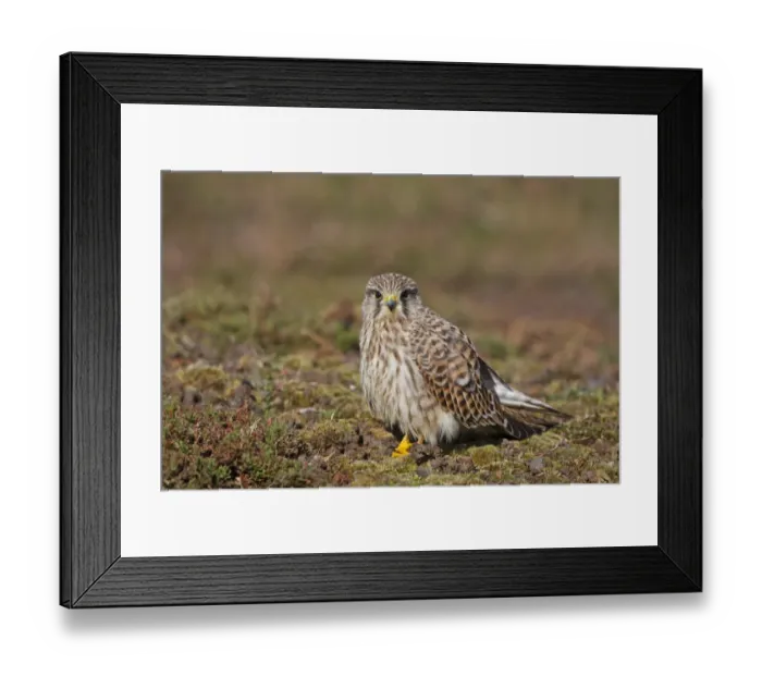 Framed Print : Common Kestrel (Falco tinnunculus) adult female, standing on ground, Minsmere RSPB Reserve, Suffolk, England, october Framed Print : Common Kestrel (Falco tinnunculus) adult female, standing on ground, Minsmere RSPB Reserve, Suffolk, England, october