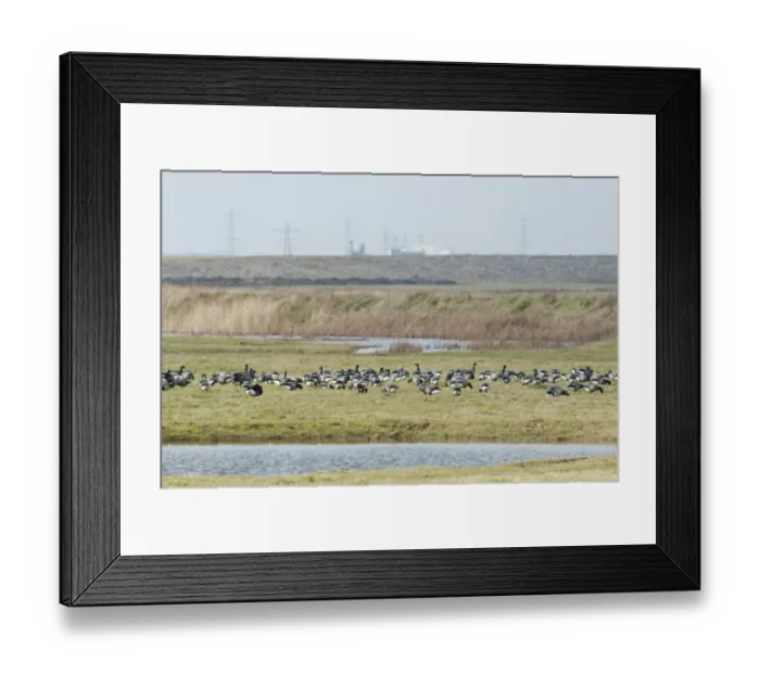 Framed Print : Brent Goose (Branta bernicla) flock, feeding on marshland habitat, with industry and powerlines in distance, North Kent Marshes, Kent, England, february Framed Print : Brent Goose (Branta bernicla) flock, feeding on marshland habitat, with industry and powerlines in distance, North Kent Marshes, Kent, England, february
