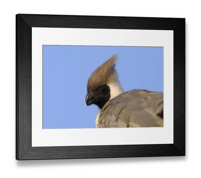 Framed Print : Bare-faced Go-away-bird (Corythaixoides personatus) adult, close-up of head, Masai Mara, Kenya Framed Print : Bare-faced Go-away-bird (Corythaixoides personatus) adult, close-up of head, Masai Mara, Kenya