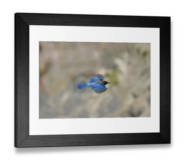 Framed Print : Steller's Jay (Cyanocitta stelleri) adult, in flight, Crater Lake N. P. Oregon, U. S. A Framed Print : Steller's Jay (Cyanocitta stelleri) adult, in flight, Crater Lake N. P. Oregon, U. S. A