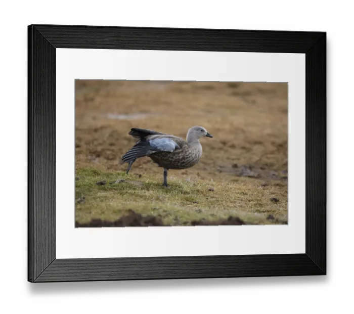 Framed Print : Blue-winged Goose (Cyanochen cyanopterus) adult, stretching leg and wing, Bale Mountains, Oromia, Ethiopia