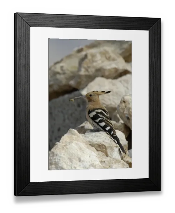 Framed Print : Eurasian Hoopoe (Upupa epops) adult, with grub in beak, perched on rock, Fuerteventura, Canary Islands, march Framed Print : Eurasian Hoopoe (Upupa epops) adult, with grub in beak, perched on rock, Fuerteventura, Canary Islands, march
