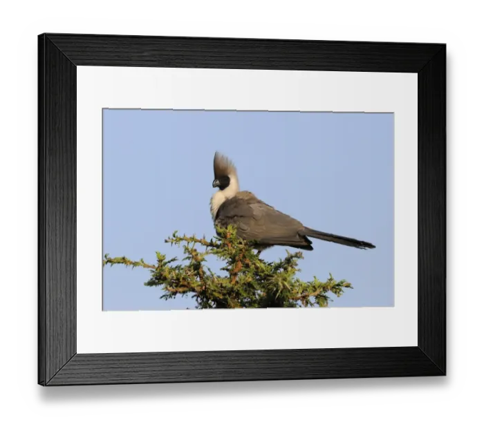 Framed Print : Bare-faced Go-away-bird (Corythaixoides personatus) adult, perched on acacia tree, Masai Mara, Kenya Framed Print : Bare-faced Go-away-bird (Corythaixoides personatus) adult, perched on acacia tree, Masai Mara, Kenya