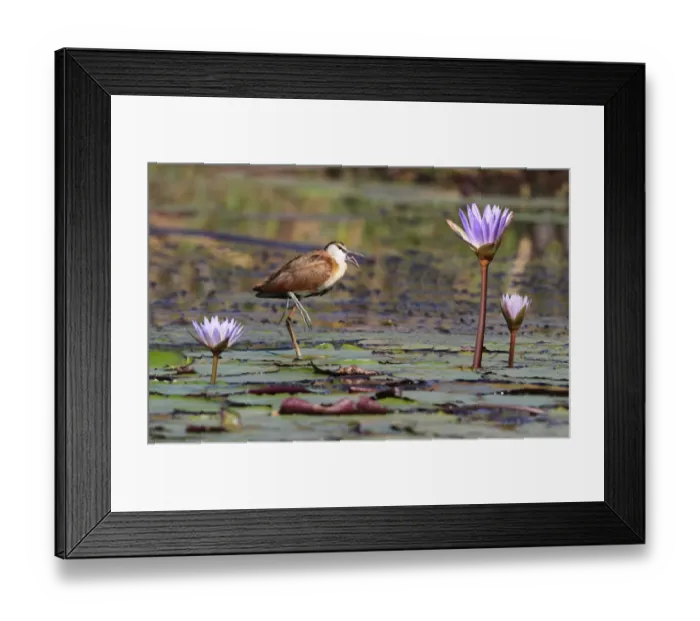 Framed Print : African Jacana (Actophilornis africanus) immature, yawning, standing on waterlily pads in wetland, Okavango Delta, Botswana Framed Print : African Jacana (Actophilornis africanus) immature, yawning, standing on waterlily pads in wetland, Okavango Delta, Botswana