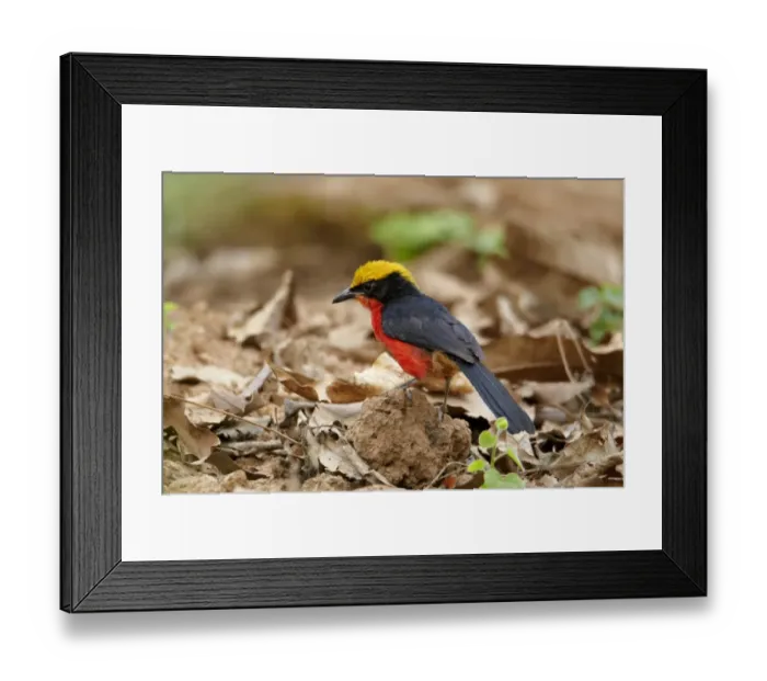 Framed Print : Yellow-crowned Gonolek (Laniarius barbarus) adult, on forest floor, Niokolo-Koba, Senegal, february Framed Print : Yellow-crowned Gonolek (Laniarius barbarus) adult, on forest floor, Niokolo-Koba, Senegal, february