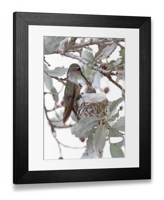 Framed Print : Bahama Woodstar (Calliphlox evelynae) adult female, feeding chicks at nest, Providenciales, Caicos Islands, Turks and Caicos Islands Framed Print : Bahama Woodstar (Calliphlox evelynae) adult female, feeding chicks at nest, Providenciales, Caicos Islands, Turks and Caicos Islands
