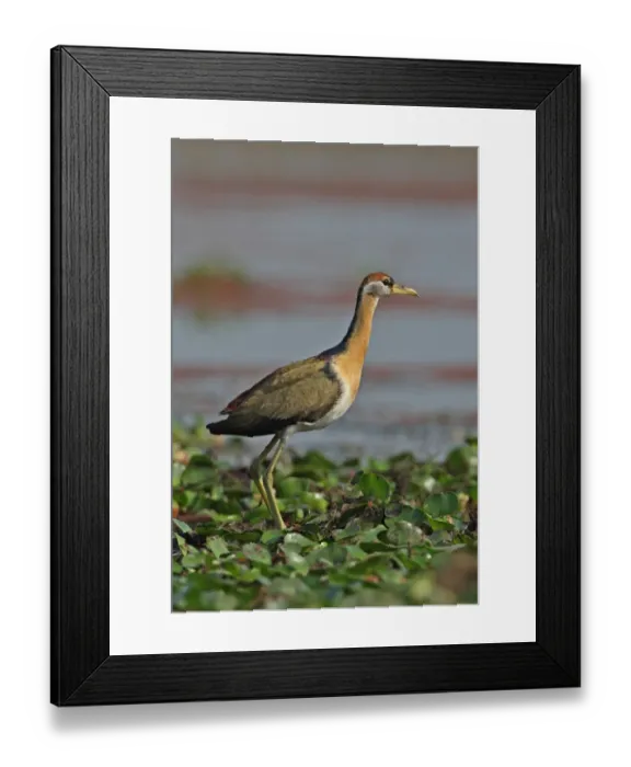 Framed Print : Bronze-winged Jacana (Metopidius indicus) juvenile, standing on Water Hyacinth (Eichhornia sp. ), Dibru-Saikhowa N. P. Assam, India, february Framed Print : Bronze-winged Jacana (Metopidius indicus) juvenile, standing on Water Hyacinth (Eichhornia sp. ), Dibru-Saikhowa N. P. Assam, India, february