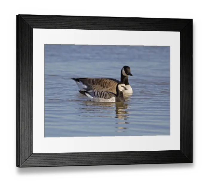 Framed Print : Barnacle Goose (Branta leucopsis) and Canada Goose (Branta canadensis) two adults, showing different size comparison, swimming, Norfolk, England, october Framed Print : Barnacle Goose (Branta leucopsis) and Canada Goose (Branta canadensis) two adults, showing different size comparison, swimming, Norfolk, England, october