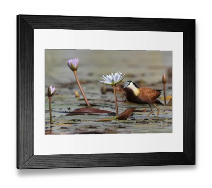Framed Print : African Jacana (Actophilornis africanus) adult, walking on waterlily pads in wetland, Okavango Delta, Botswana