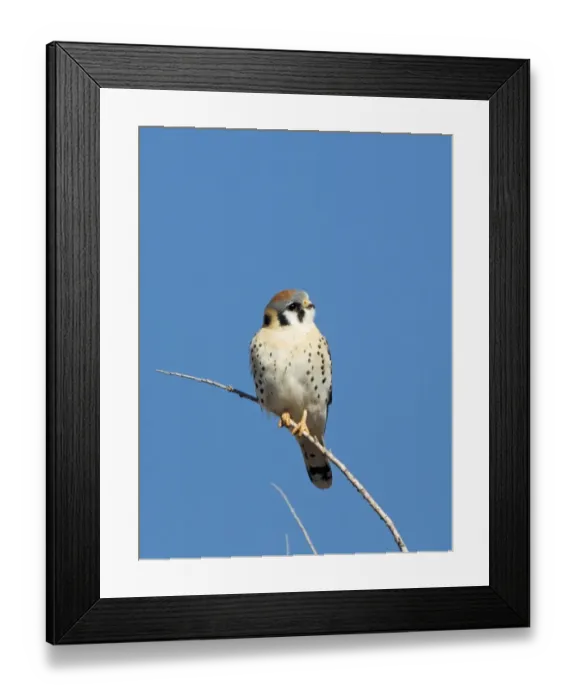 Framed Print : American Kestrel (Falco sparverius) adult male, perched on twig, Bosque del Apache National Wildlife Refuge, New Mexico, U. S. A. january Framed Print : American Kestrel (Falco sparverius) adult male, perched on twig, Bosque del Apache National Wildlife Refuge, New Mexico, U. S. A. january