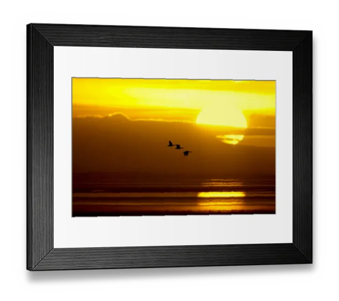Framed Print : Barnacle Goose (Branta leucopsis) three, in flight, silhouetted at sunrise, Caerlaverock W. W. T. Dumfries, Scotland, march