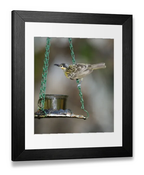 Framed Print : Macleay's Honeyeater (Xanthotis macleayana) adult, feeding at hanging feeder, Atherton Tableland, Queensland, Australia