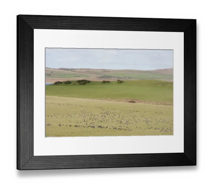 Framed Print : Barnacle Goose (Branta leucopsis) flock, feeding on field in coastal habitat, Islay, Inner Hebrides, Scotland, november