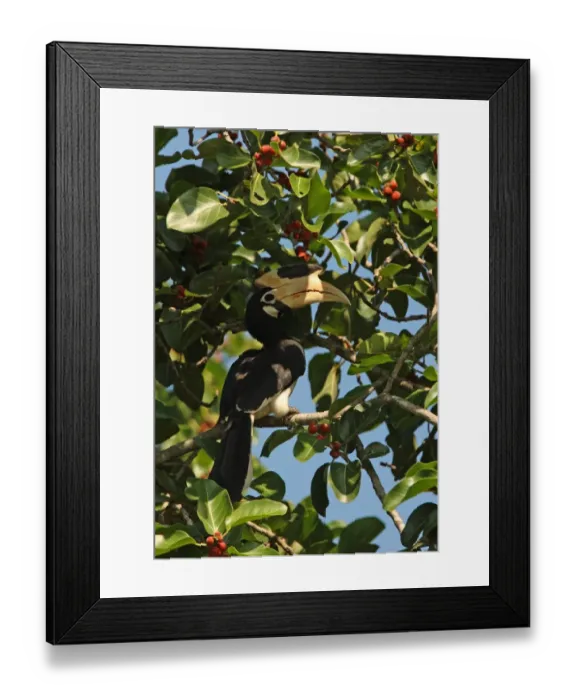 Framed Print : Malabar Pied Hornbill (Anthracoceros coronatus) adult, feeding on fruit, perched on branch in tree, Sri Lanka, december