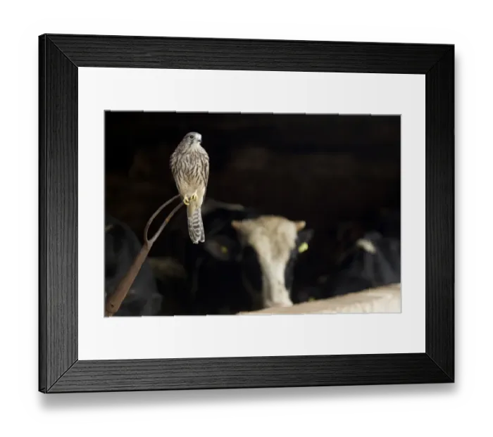 Framed Print : Common Kestrel (Falco tinnunculus) adult female, perched on pitchfork in old cattle barn, Sheffield, South Yorkshire, England, october (captive) Framed Print : Common Kestrel (Falco tinnunculus) adult female, perched on pitchfork in old cattle barn, Sheffield, South Yorkshire, England, october (captive)