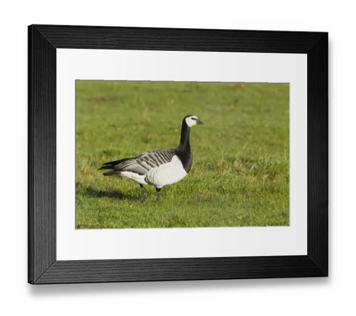 Framed Print : Barnacle Goose (Branta leucopsis) adult, walking on grass, Islay, Inner Hebrides, Scotland, november Framed Print : Barnacle Goose (Branta leucopsis) adult, walking on grass, Islay, Inner Hebrides, Scotland, november