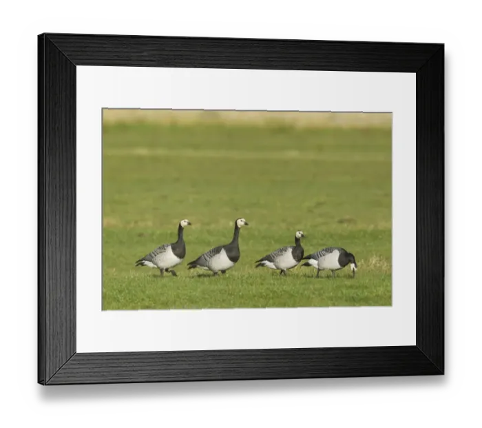 Framed Print : Barnacle Goose (Branta leucopsis) four adults, walking on grass, Islay, Inner Hebrides, Scotland, november Framed Print : Barnacle Goose (Branta leucopsis) four adults, walking on grass, Islay, Inner Hebrides, Scotland, november