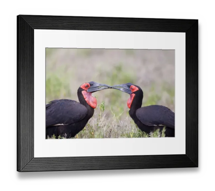 Framed Print : Southern Ground Hornbill (Bucorvus leadbeateri) adult pair, passing food, Masai Mara, Kenya Framed Print : Southern Ground Hornbill (Bucorvus leadbeateri) adult pair, passing food, Masai Mara, Kenya