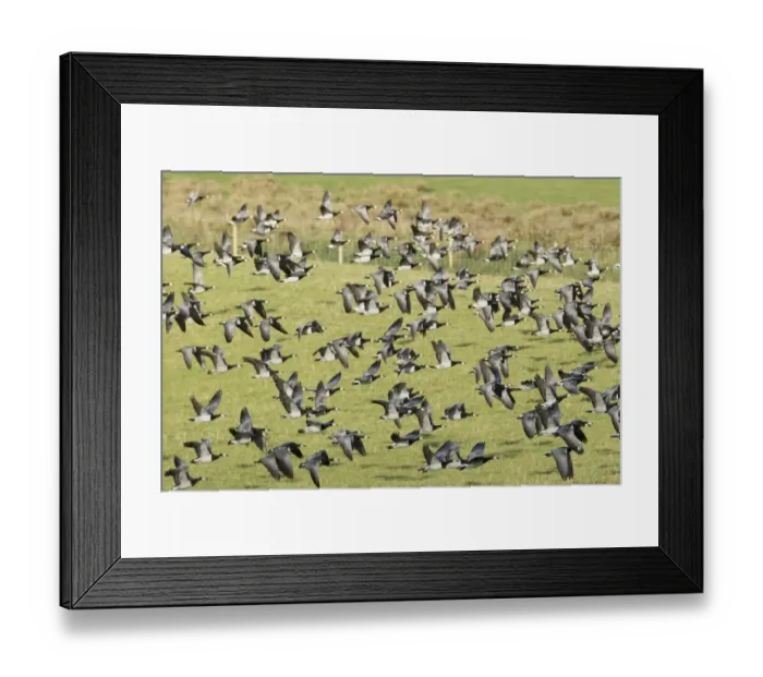 Framed Print : Barnacle Goose (Branta leucopsis) flock, in flight, taking off from field, Islay, Inner Hebrides, Scotland, november