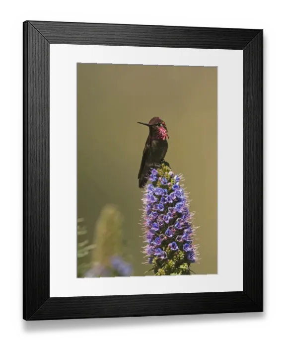 Framed Print : Anna's Hummingbird (Calypte anna) adult male, perched on flowerhead, San Diego, California, U. S. A. april Framed Print : Anna's Hummingbird (Calypte anna) adult male, perched on flowerhead, San Diego, California, U. S. A. april