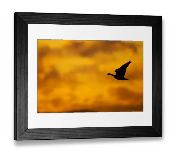 Framed Print : Barnacle Goose (Branta leucopsis) adult, in flight, silhouetted at dawn, Loch Gruinart RSPB Reserve, Islay, Inner Hebrides, Scotland, november