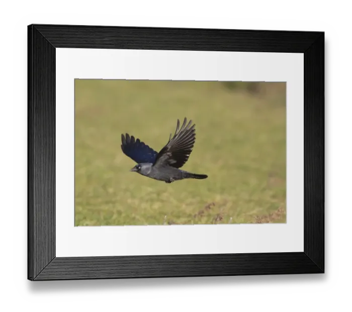 Framed Print : Jackdaw (Corvus monedula) adult, in flight, Norfolk, England, january Framed Print : Jackdaw (Corvus monedula) adult, in flight, Norfolk, England, january