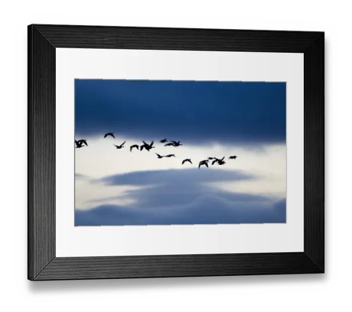 Framed Print : Barnacle Goose (Branta leucopsis) flock, in flight, silhouetted at dawn, Loch Gruinart RSPB Reserve, Islay, Inner Hebrides, Scotland, november Framed Print : Barnacle Goose (Branta leucopsis) flock, in flight, silhouetted at dawn, Loch Gruinart RSPB Reserve, Islay, Inner Hebrides, Scotland, november