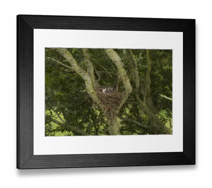 Framed Print : Eurasian Hobby (Falco subbuteo) adult, brooding chicks at nest, nesting in old crow nest in Oak (Quercus sp. ) tree, Shropshire, England, july Framed Print : Eurasian Hobby (Falco subbuteo) adult, brooding chicks at nest, nesting in old crow nest in Oak (Quercus sp. ) tree, Shropshire, England, july