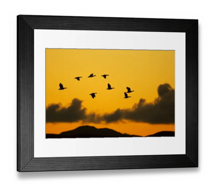 Framed Print : Barnacle Goose (Branta leucopsis) flock, in flight, silhouetted at dawn, Loch Gruinart RSPB Reserve, Islay, Inner Hebrides, Scotland, november Framed Print : Barnacle Goose (Branta leucopsis) flock, in flight, silhouetted at dawn, Loch Gruinart RSPB Reserve, Islay, Inner Hebrides, Scotland, november