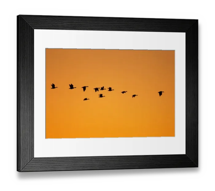 Framed Print : Barnacle Goose (Branta leucopsis) flock, in flight, silhouetted at dawn, Loch Gruinart RSPB Reserve, Islay, Inner Hebrides, Scotland, november Framed Print : Barnacle Goose (Branta leucopsis) flock, in flight, silhouetted at dawn, Loch Gruinart RSPB Reserve, Islay, Inner Hebrides, Scotland, november