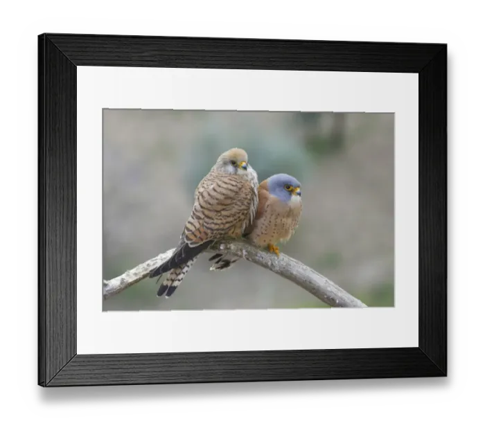 Framed Print : Lesser Kestrel (Falco naumanni) adult pair, perched on branch, Extremadura, Spain