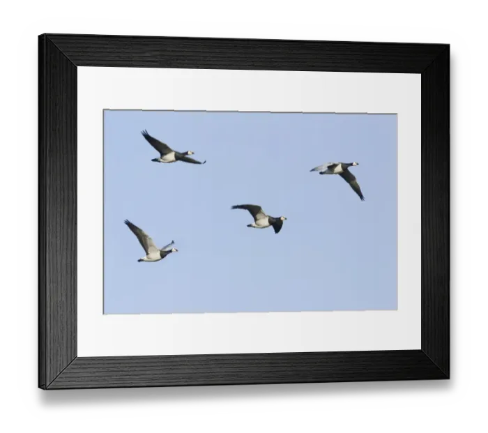 Framed Print : Barnacle Goose (Branta leucopsis) four adults, in flight, Caerlaverock W. W. T. Dumfries, Scotland, january